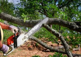 Horse Pasture, VA Tree Care Services Company