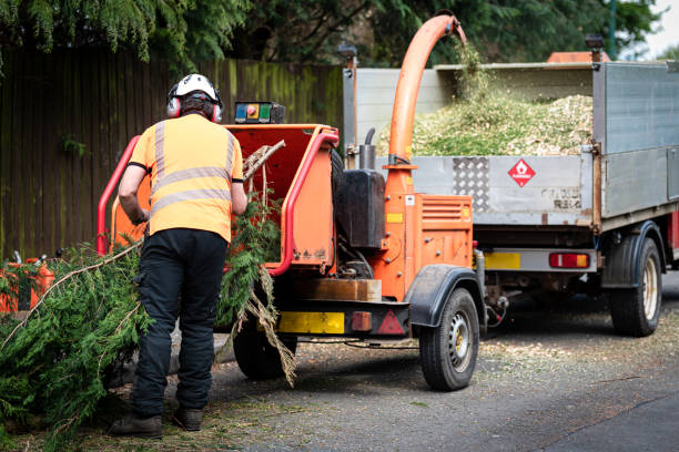 Tree and Shrub Care in Horse Pasture, VA